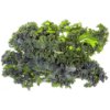 Kale