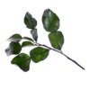 Kaffir lime leaves (chilled)