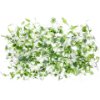 Micro green mizuna leaves
