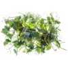 Micro pea leaves