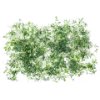 Micro garden cress