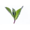 Peppermint