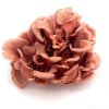 Red oyster mushrooms