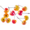 Rainier cherry 