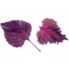 Red shiso leaves