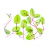 Micro red vine sorrel