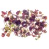 Red micro shiso