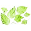 Green shiso leaves