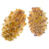 Golden dragon fruit / pitaya