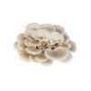 White oyster mushrooms