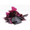 Oxalis butterfly leaf