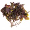 Purple basil