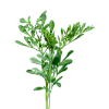 Ruta chalepensis