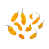 Naga Dorset Hot Pepper