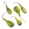 Kara Pumpkin (Bottle Gourd)