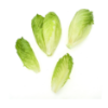 Gambit Lettuce