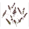 Purple Basil Blossoms