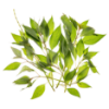 Pineapple Sage