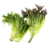 Frisée (Curly Endive)