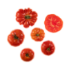 Oxheart tomato