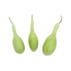 Kara Pumpkin (Bottle Gourd)