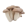 Malkat HaYaar Mushrooms - YAAR Farm