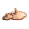 Fresh Shiitake Mushrooms - YAAR Farm