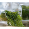 Sea Grapes - Umibudo (Green Caviar)