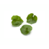 Baby Wassabi leaves