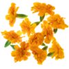 Orange Tagetes Flowers