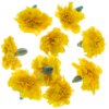 Yellow Tagetes flowers