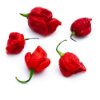 Trinidad scorpion peppers