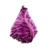 Purple Pyramid cabbage