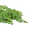 Moringa leaves