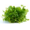 Micro parsley