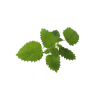 Lemon balm