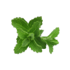 Stevia