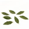 Fresh bay leaves