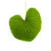 Wassabi leaf