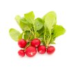 Micro radish