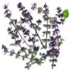 Purple Basil Blossoms