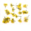 Mustard flowers