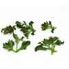 Micro Ice-plant