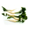 White long radish