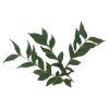 Curry Leaves