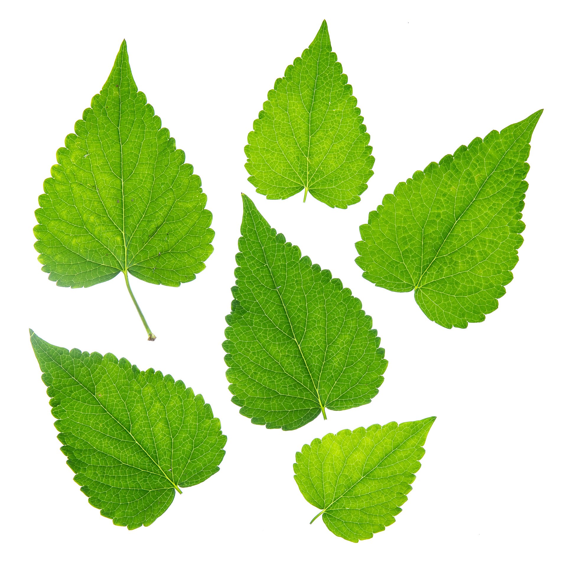 Korean Mint