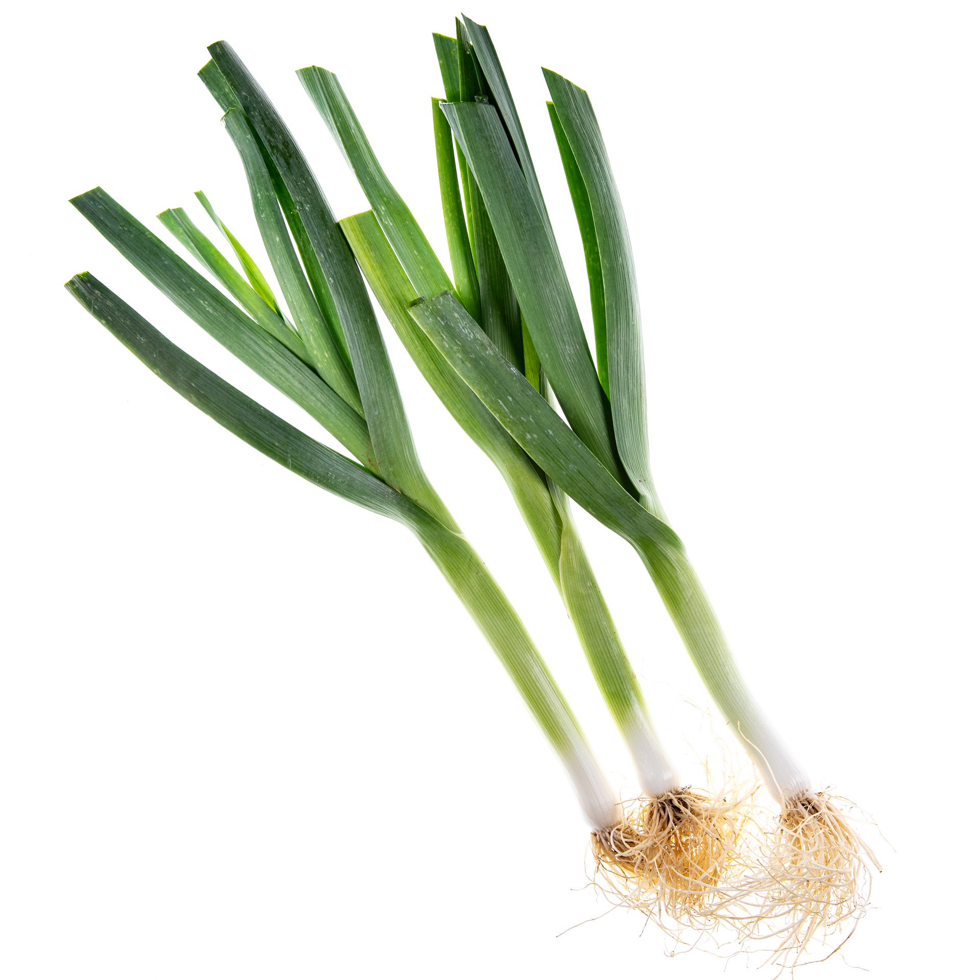 Garleek