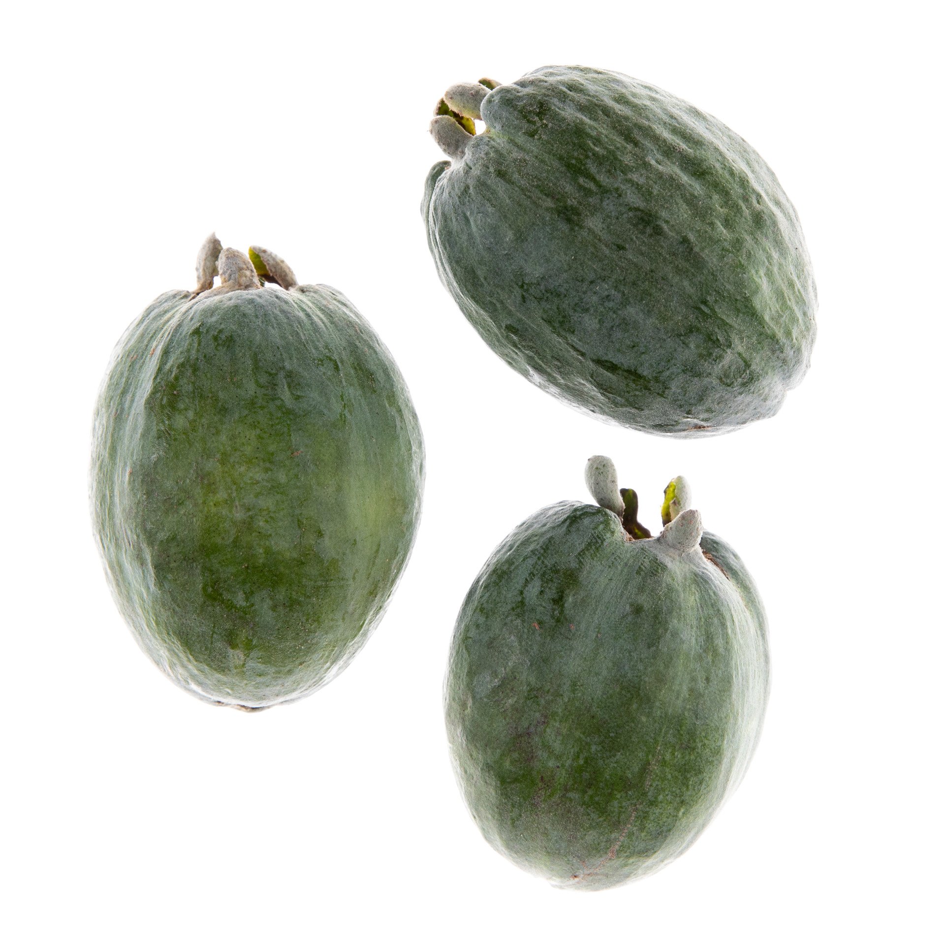 Feijoa
