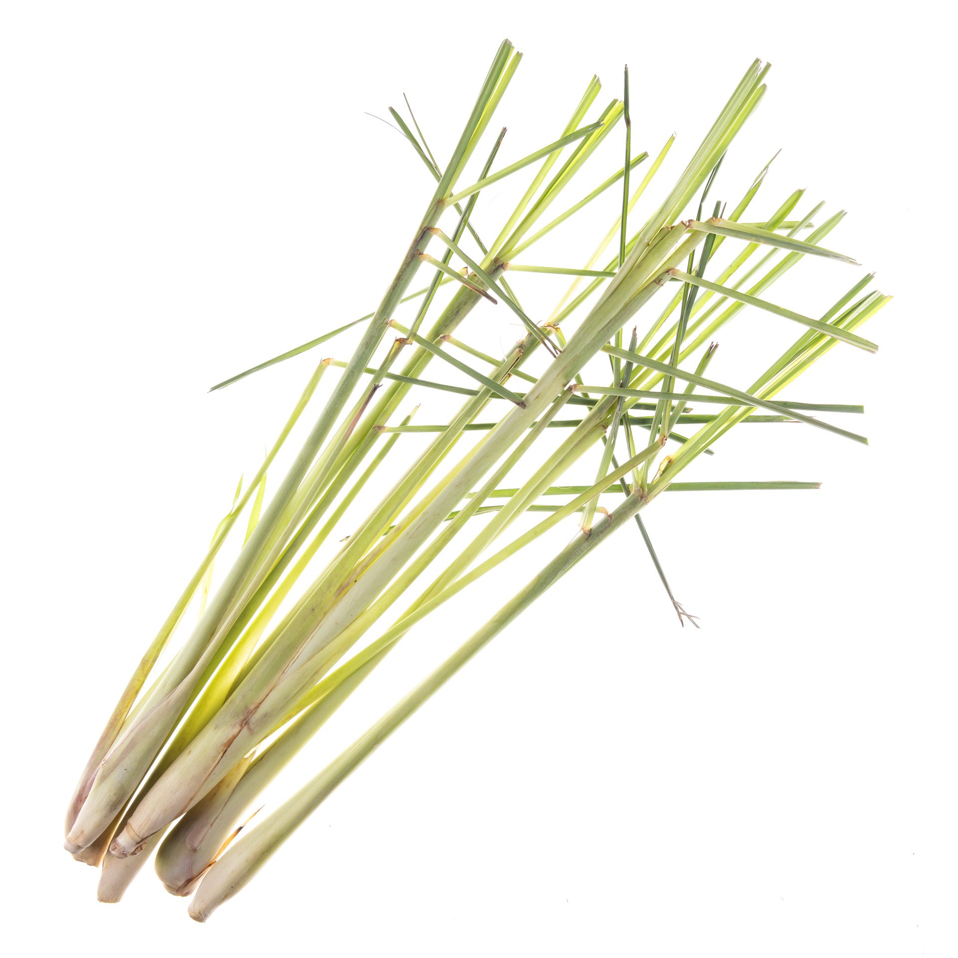 Lemon grass