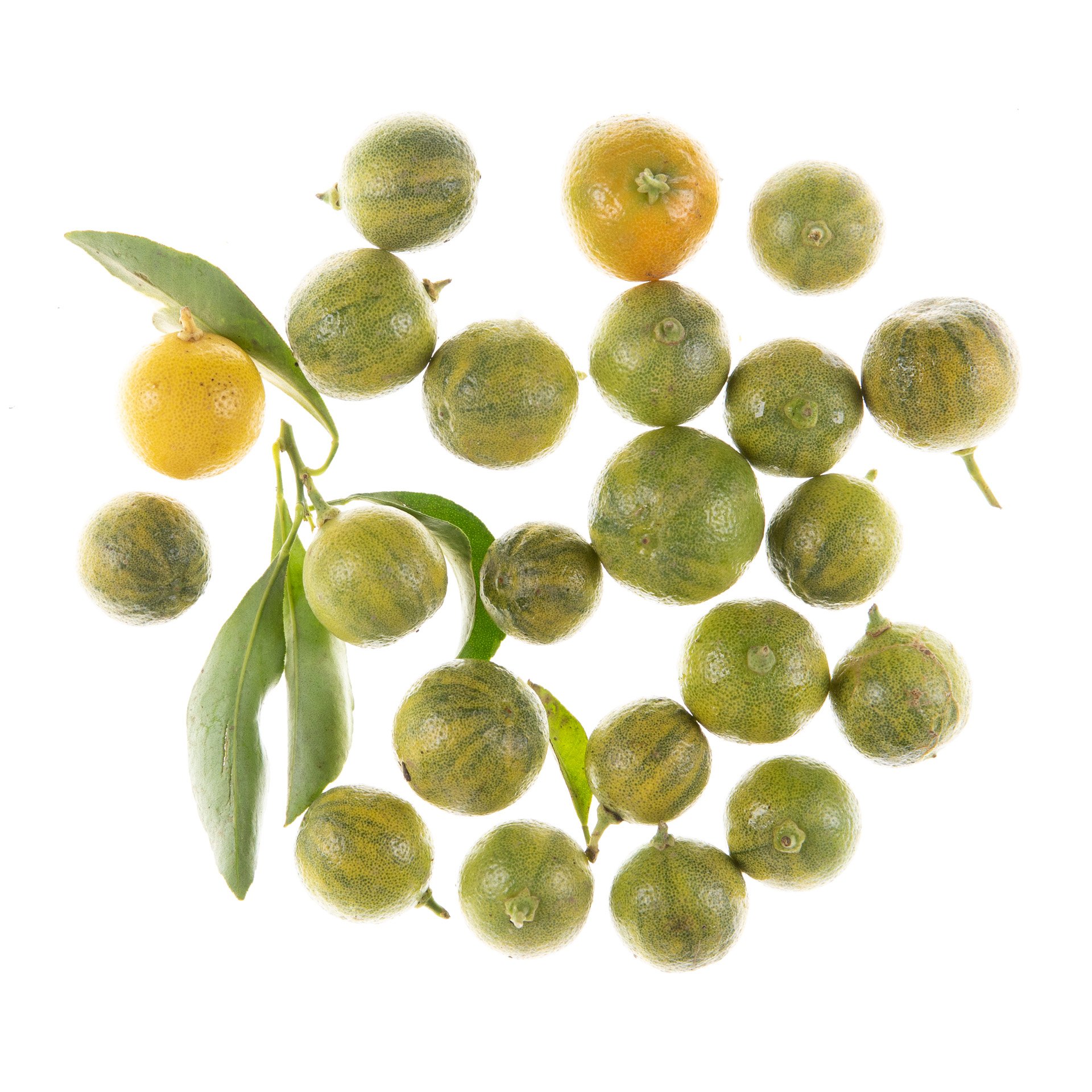 Calamansi lime